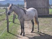  Okera, Pouliche Oc Connemara de bientôt 2 ans 