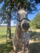 Vente de cheval arabe d'endurance