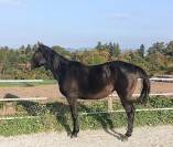 Jument de loisirs 3 ans