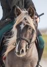 Saillie étalon poney D Silver approuvé AES