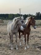 Saillie étalon poney D Silver approuvé AES