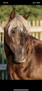 Saillie étalon poney D Silver approuvé AES