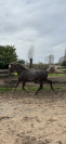 Saillie étalon poney D Silver approuvé AES