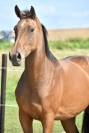 Mare BWP Belgian Warmblood For sale 2021 Bay