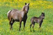 Magnifique ponette 'Classic pony' chocolat crins lavés