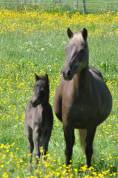 Magnifique ponette 'Classic pony' chocolat crins lavés