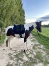 Ponette pie sport 