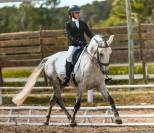 Lusitanien dressage 