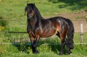 Saillie étalon DARTMOOR approuvé