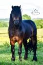 Saillie étalon DARTMOOR approuvé