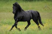 Saillie étalon DARTMOOR approuvé