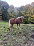 À vendre Pralin