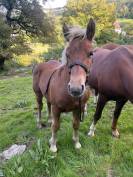 À vendre Pralin