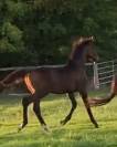 Poulain sport SF