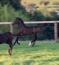Poulain sport SF