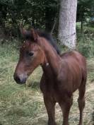 Poulain sport SF
