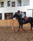Polo Pony