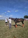 Polo Pony