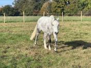 VEND PONEY  OC Gris