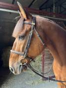 Cheval de loisir 