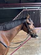 Cheval de loisir 