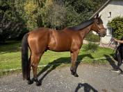Cheval de loisir 