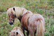 Pouliche pie palomino type shetland 
