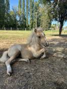 Pouliche pie palomino type shetland 