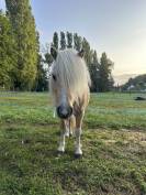 Pouliche pie palomino type shetland 