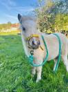 Pouliche pie palomino type shetland 