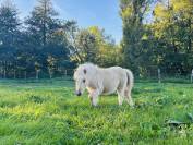 Pouliche pie palomino type shetland 