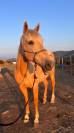 Cheval palomino 