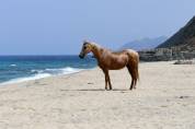 Cheval palomino 
