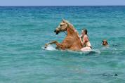 Cheval palomino 