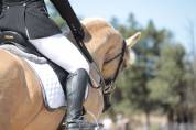 Cheval palomino 