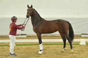 Hongre Dressage 4 ans - Expérience en compétition 
