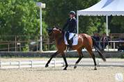 Hongre Dressage 4 ans - Expérience en compétition 