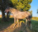Cheval, jument PRE