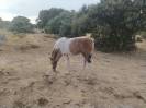 Se vende potra 
