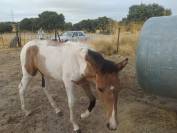 Se vende potra 