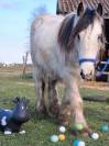Irish cob 