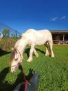 Irish cob 