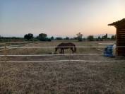 Location paddocks - 66670 Bages