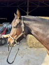 SLICK - 5ans - 1m60