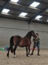 Sublime ponette Welsh C
