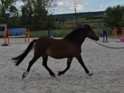 Sublime ponette Welsh C