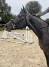 Magnifique cheval 4 ans
