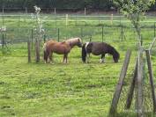 Mare Shetland Pony For sale 2022 Silver dapple