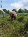 Mare Shetland Pony For sale 2022 Silver dapple