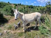 Ane blanc miniature 